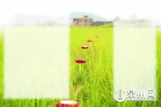 奇！南安400多畝水稻聽大悲咒等音樂增產15%
