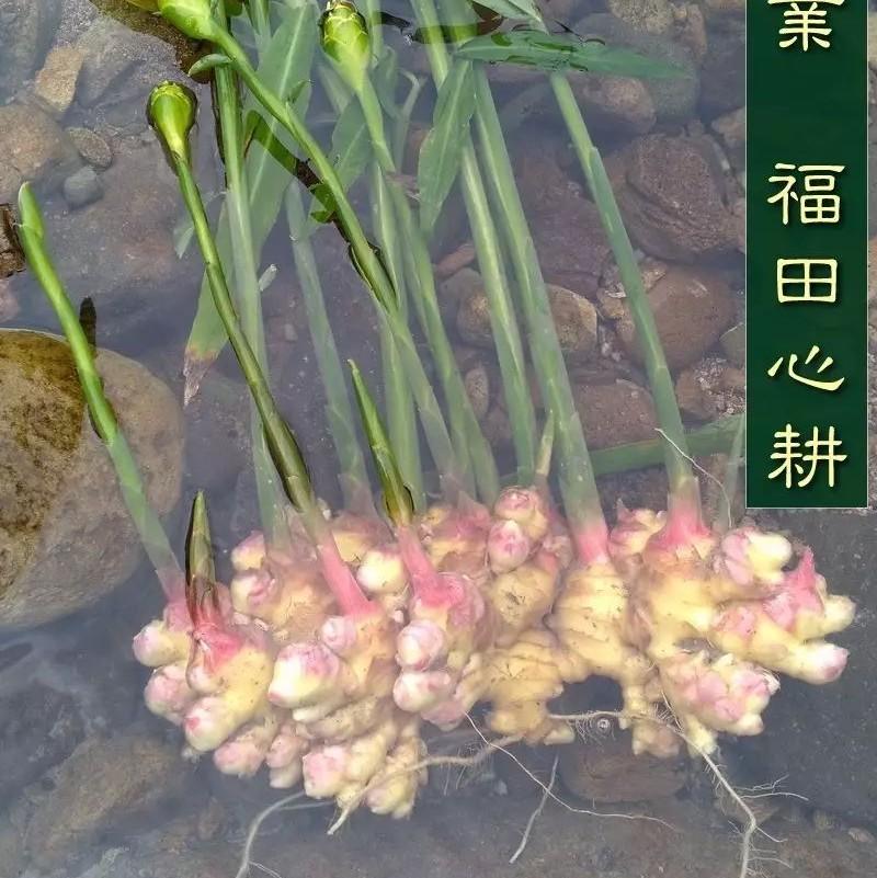 家庭特惠周期購 每月5斤 ‘七不’小黃姜生姜鮮姜原始點特供包郵 明德生態姜園心法農業恭獻-七不姜 生姜養生網-明德CSA生態姜園&明安農業