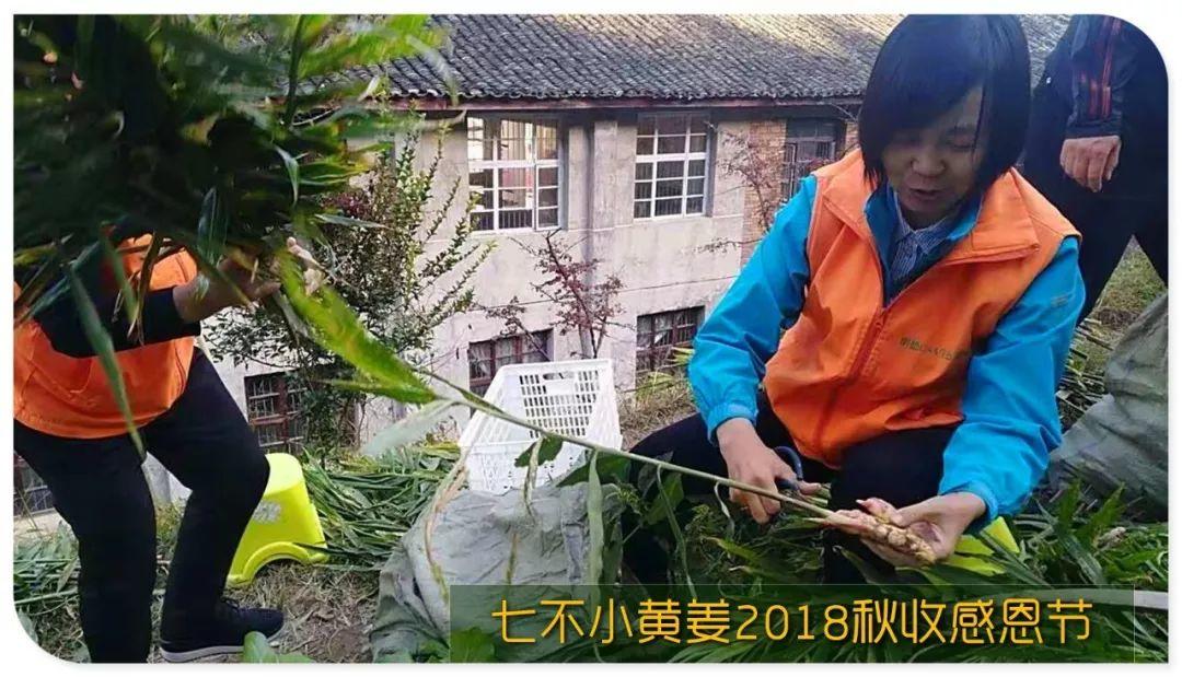 家庭特惠周期購 每月5斤 ‘七不’小黃姜生姜鮮姜原始點特供包郵 明德生態姜園心法農業恭獻
