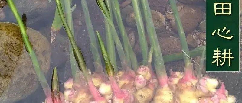 “二月二，龍抬頭”，生薑養生 去寒除濕;吃姜助陽氣升發！姜品第3件半價！限時限量！-七不姜 生姜養生網-明德CSA生態姜園&明安農業