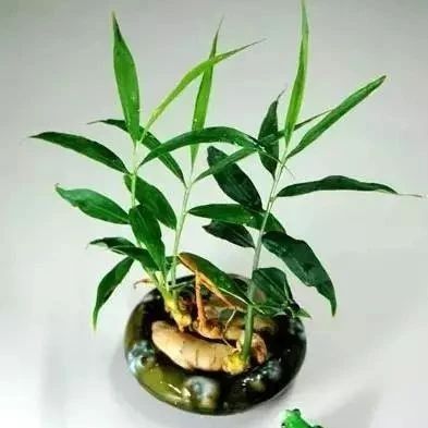 風靡日本的生姜養生法-七不姜 生姜養生網-明德CSA生態姜園&明安農業