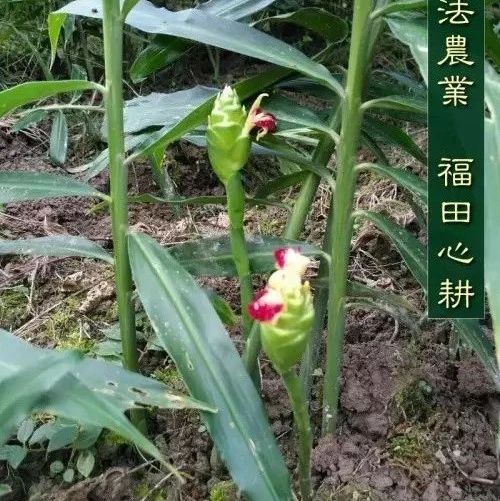 姜養生，全球都推崇-七不姜 生姜養生網-明德CSA生態姜園&明安農業