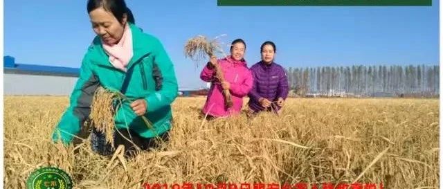 預售特惠聽佛號的東北富硒大米 2020年秋收七不海倫富硒大米 東北大米 硒都海倫黑土寒地香稻 心法農業 福田心耕恭獻-七不姜 生姜養生網-明德CSA生態姜園&明安農業