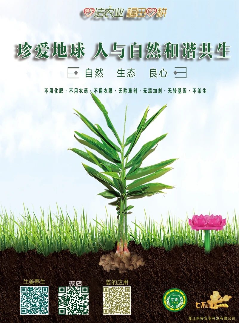 七不小黃姜618特惠，僅一天-七不姜 生姜養生網-明德CSA生態姜園&明安農業