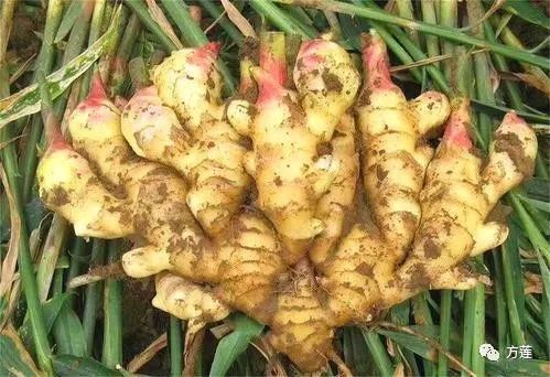 道家養生秘笈：關于生姜不得不說的偏方