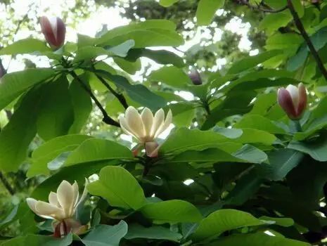 聊聊花事1 | 紫蘇 藿香 蘇東坡 厚樸 半夏 姜制之-七不姜 生姜養生網-明德CSA生態姜園&明安農業