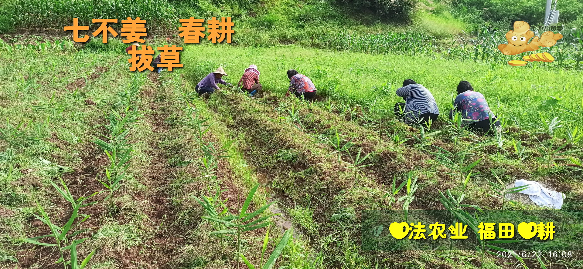 十一、重病處理（一）（2021年06月06日）及直播問答。還有姜粉泥的制作 硬結、腫塊、腫瘤處理方法－張醫師的案例 張醫師示范姜粉泥按推-七不姜 生姜養生網-明德CSA生態姜園&明安農業