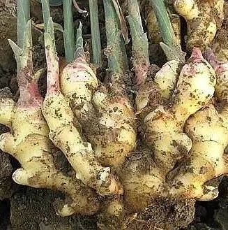 冬季盆栽“生姜”，2元錢1小瓶“藥”一年翻20倍，盆盆爆滿“姜”-七不姜 生姜養生網-明德CSA生態姜園&明安農業