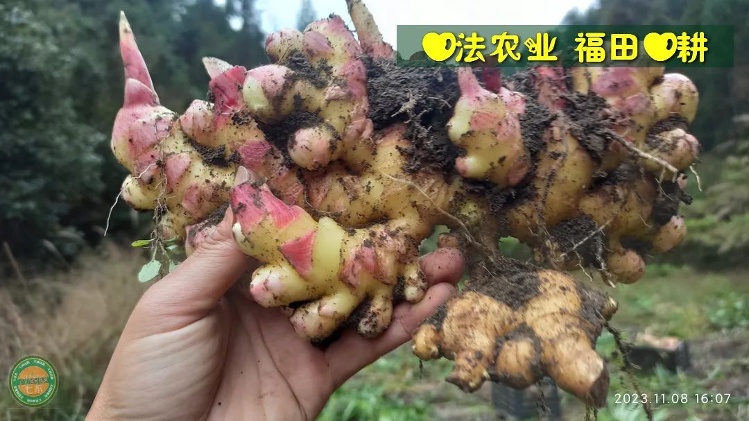 九月中秋套裝好禮!送人參酒!中秋快樂!生姜 大米優惠“卷” 經濟下行送劵