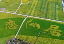 新品積分可兌換世界名品。還有鄉土特產 人間仙居 的 菜籽油 茶油 黃豆 黑豆 筍干 地瓜粉 野蜂蜜...-七不姜 生姜養生網-明德CSA生態姜園&明安農業