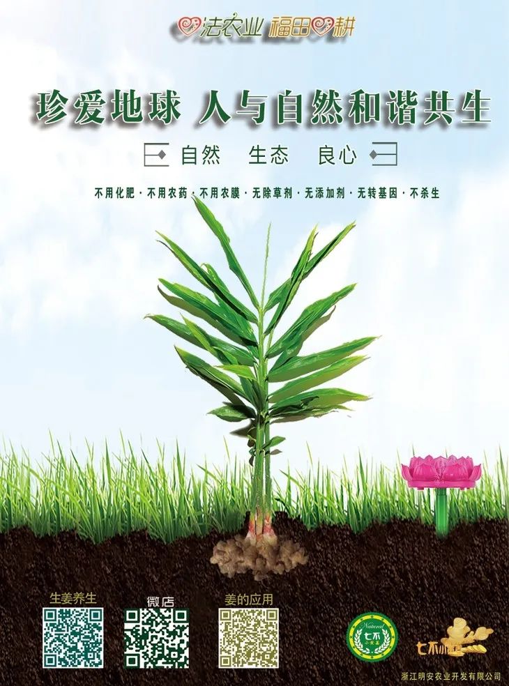 慶祝海倫寒地黑土七不香稻秋收