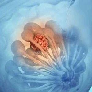 【原始點案例】乳腺結節的調理方案及案例-七不姜 生姜養生網-明德CSA生態姜園&明安農業