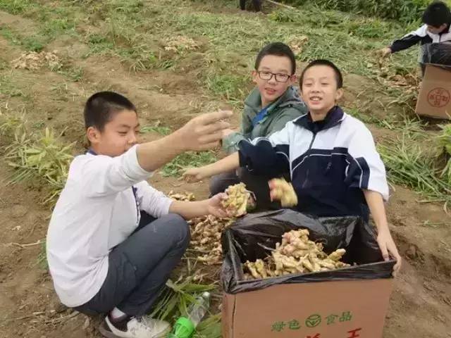 明德CSA生態姜園收姜勞動(二)-七不姜 生姜養生網-明德CSA生態姜園&明安農業