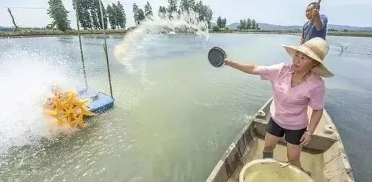 姜在水產養殖中大有好處，應該如何用來預防魚蝦疾病