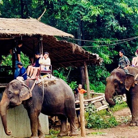 他山之石 | 清邁的30畝生姜農場，親子間的自然學堂-七不姜 生姜養生網-明德CSA生態姜園&明安農業