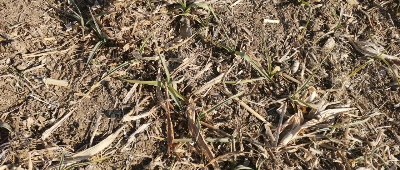 無形的市場，無奈的市場-弘毅生態農業 蔣高明-七不姜 生姜養生網-明德CSA生態姜園&明安農業