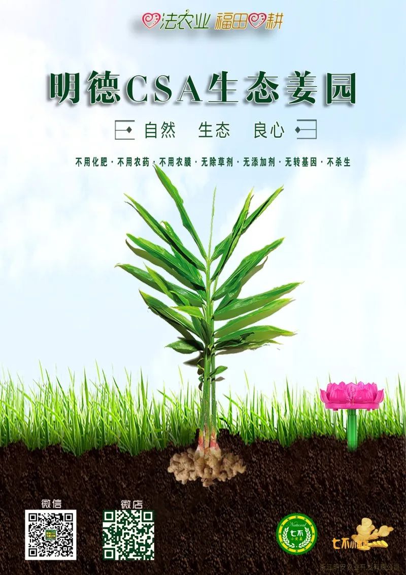 (廣告)雙11 除了七不姜,今天什么姜都別買! (廣告)雙11 除了七不姜,今天什么姜都別買!