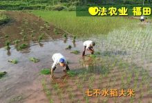 預定有禮-訂購大米送生姜。2022年秋收浙江仙居新米⑤紅秈米④黑米⑨勇優12粳米⑥糯米⑩香米華優18秈米 ⑾嘉豐優2號秈米-七不姜 生姜養生網-明德CSA生態姜園&明安農業