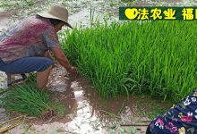 原始點動物趣事-調理雞 鴿子-七不姜 生姜養生網-明德CSA生態姜園&明安農業