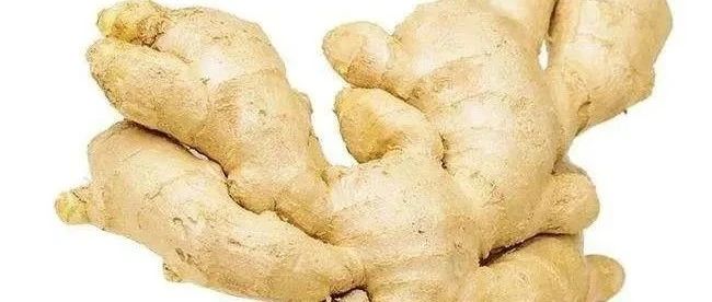 姜在水產養殖中7大作用！-七不姜 生姜養生網-明德CSA生態姜園&明安農業