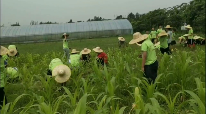 2025年安陽蓮池書院夏令營招生簡章-七不姜 生姜養生網-明德CSA生態姜園&明安農業