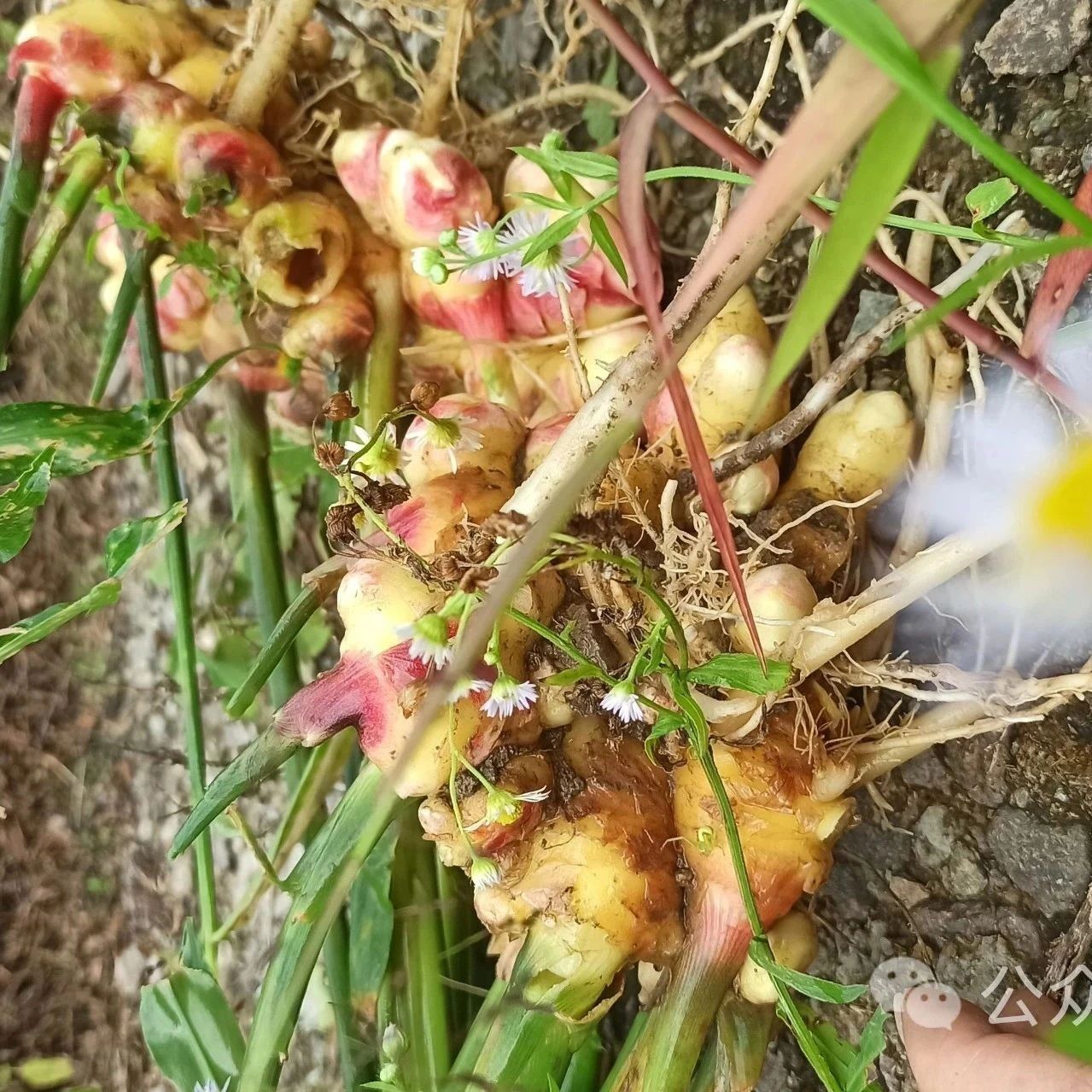 (廣告)雙11 除了七不姜,今天什么姜都別買!-七不姜 生姜養生網-明德CSA生態姜園&明安農業