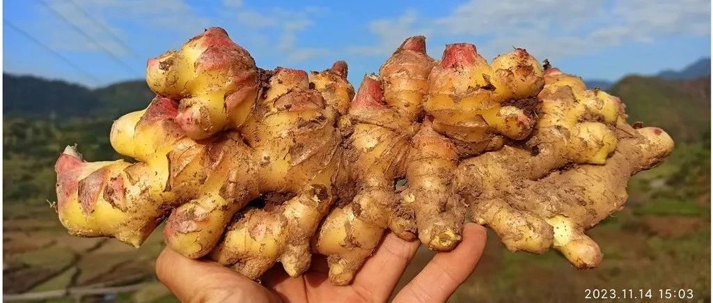 2024年1月新年快樂！元旦快樂！優惠“卷”送給您收下。-七不姜 生姜養生網-明德CSA生態姜園&明安農業