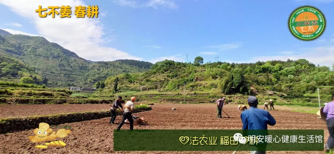 生姜養生 七不姜 明安農業企業 2022年新公眾號 視頻號 歡迎關注！
