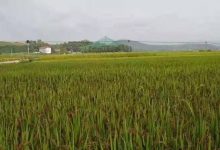 老年人多年便秘案例！2021年10月4日 姜灌腸-七不姜 生姜養生網-明德CSA生態姜園&明安農業