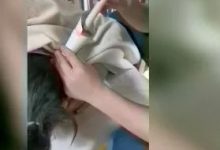 案例分享：調理蕁麻疹的好轉反應-七不姜 生姜養生網-明德CSA生態姜園&明安農業