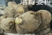 生姜養生-擼起袖子，家庭盆栽及庭院種姜了..薑有佛心 孝道,家庭種姜“富貴竹” 。預定七不姜種、普通姜種、種姜指導-七不姜 生姜養生網-明德CSA生態姜園&明安農業
