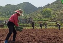 擼起袖子種姜了！家庭農場 盆栽種姜-七不姜 生姜養生網-明德CSA生態姜園&明安農業