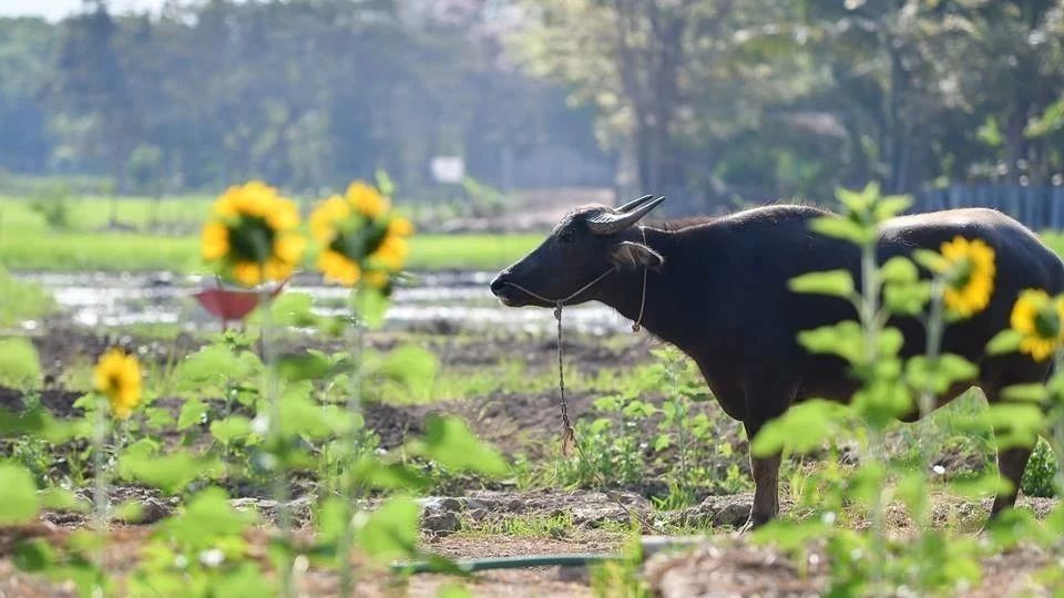 探訪清邁Ginger Farm(2018.7.7)-七不姜 生姜養生網-明德CSA生態姜園&明安農業
