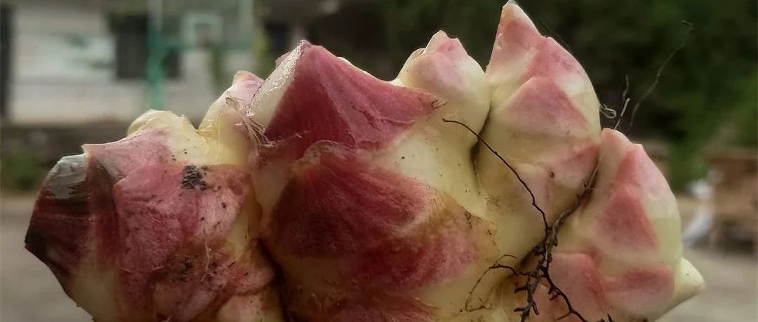 中秋國慶 七不姜贊歌-浙江仙居 七不小黃姜 鮮嫩姜 新鮮 上市現采現發；秋收水稻大米預售特惠 送七不自釀會員定制白酒中秋贈品-七不姜 生姜養生網-明德CSA生態姜園&明安農業