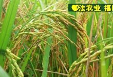 七不紅米水稻9月11日上市現貨銷售-新米限時特惠  家庭大米專場：紅米/糯米/ 黑米/泰兩優217/中浙優H7 品種多質量優-七不姜 生姜養生網-明德CSA生態姜園&明安農業