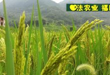 2021最新自制姜泥 姜面膜 家庭美容-七不姜 生姜養生網-明德CSA生態姜園&明安農業