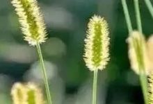 “濕氣在，百病害”，末伏養生勿忘祛濕，這些“排濕穴”要知道！-七不姜 生姜養生網-明德CSA生態姜園&明安農業