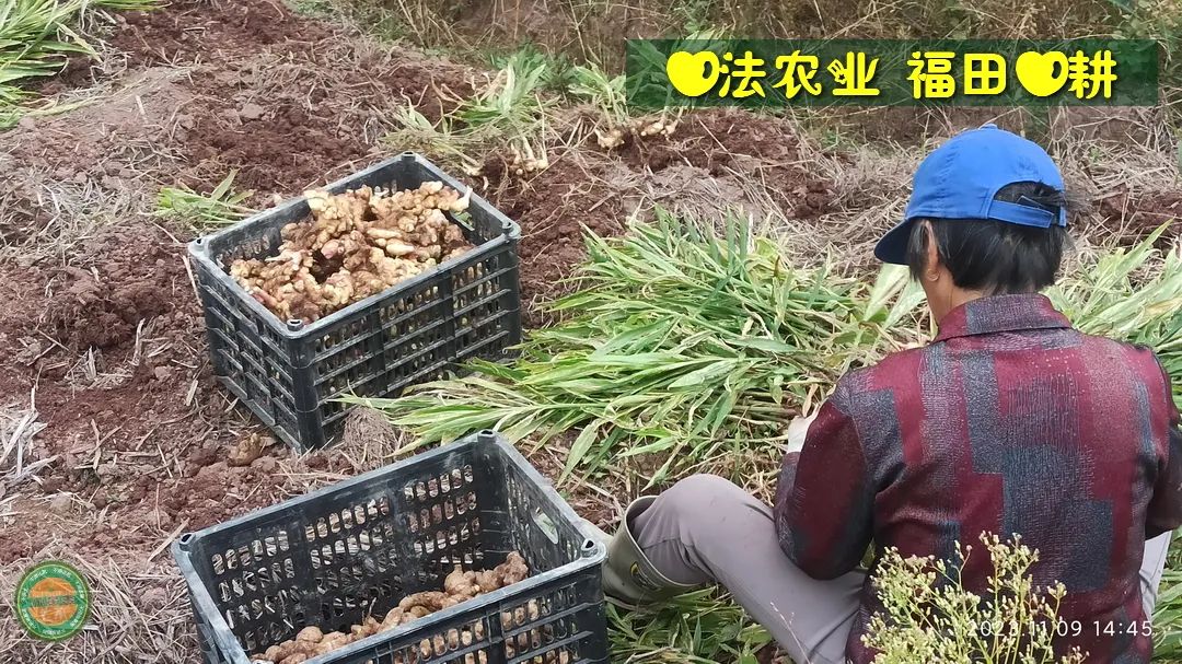 10月11月七不姜七不水稻秋收季！ 明安農業優惠 促銷 折扣 送禮
