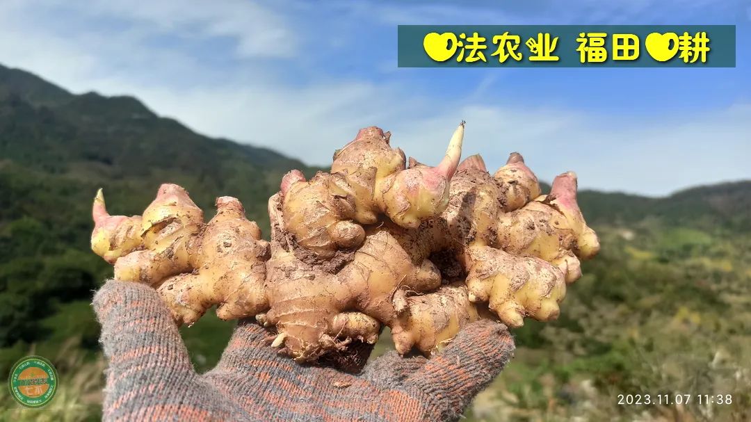 10月11月七不姜七不水稻秋收季！ 明安農業優惠 促銷 折扣 送禮