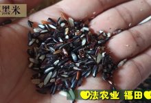 七不黑米 黑皮秈糙米 黑稻谷 洋縣香米種籽自留種 無染色 介紹-七不姜 生姜養生網-明德CSA生態姜園&明安農業