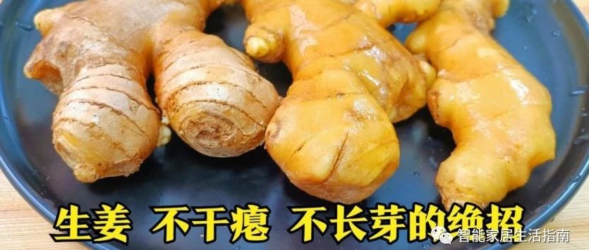 保存生姜不用放冰箱！教你訣竅，生姜不干癟不發芽，放一年都新鮮-七不姜 生姜養生網-明德CSA生態姜園&明安農業