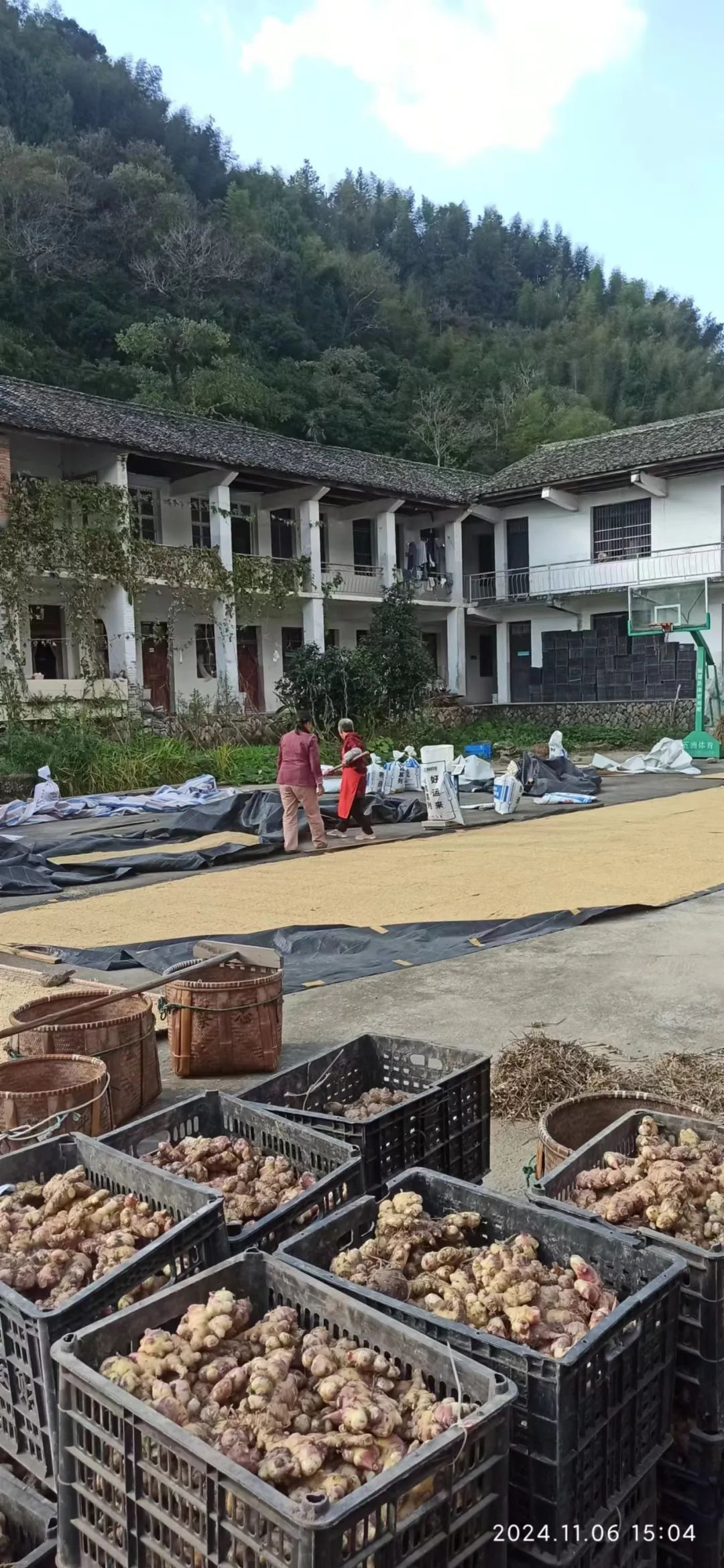 (廣告)雙11 除了七不姜,今天什么姜都別買! (廣告)雙11 除了七不姜,今天什么姜都別買!