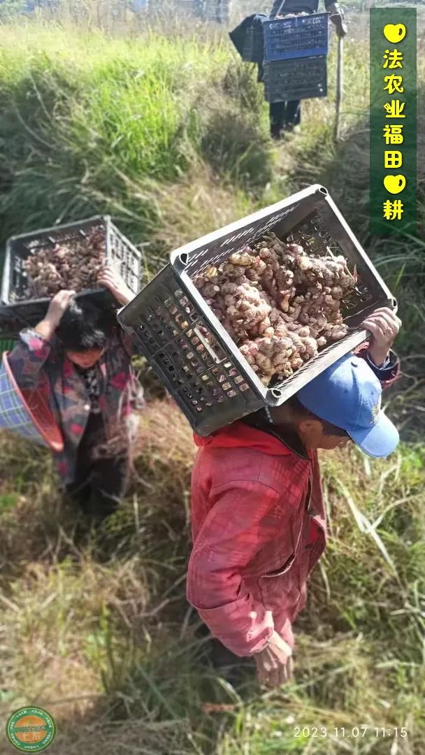 10月11月七不姜七不水稻秋收季！ 明安農業優惠 促銷 折扣 送禮