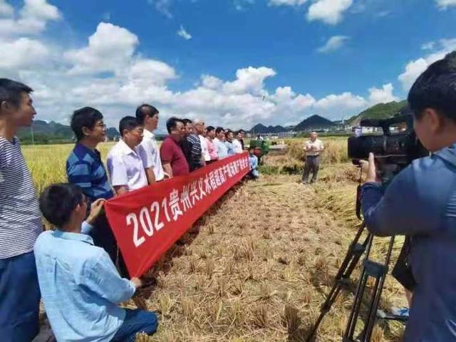 甬優1540 畝產1123.87公斤!寧波“超級稻”蟬聯貴州水稻高產冠軍-七不姜 生姜養生網-明德CSA生態姜園&明安農業