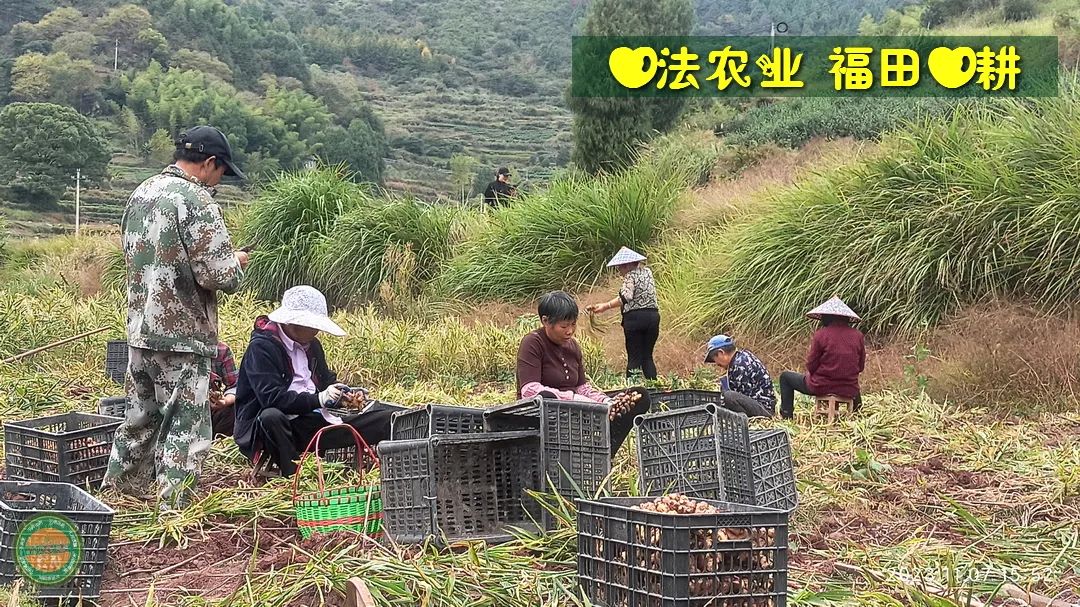 10月11月七不姜七不水稻秋收季！ 明安農業優惠 促銷 折扣 送禮