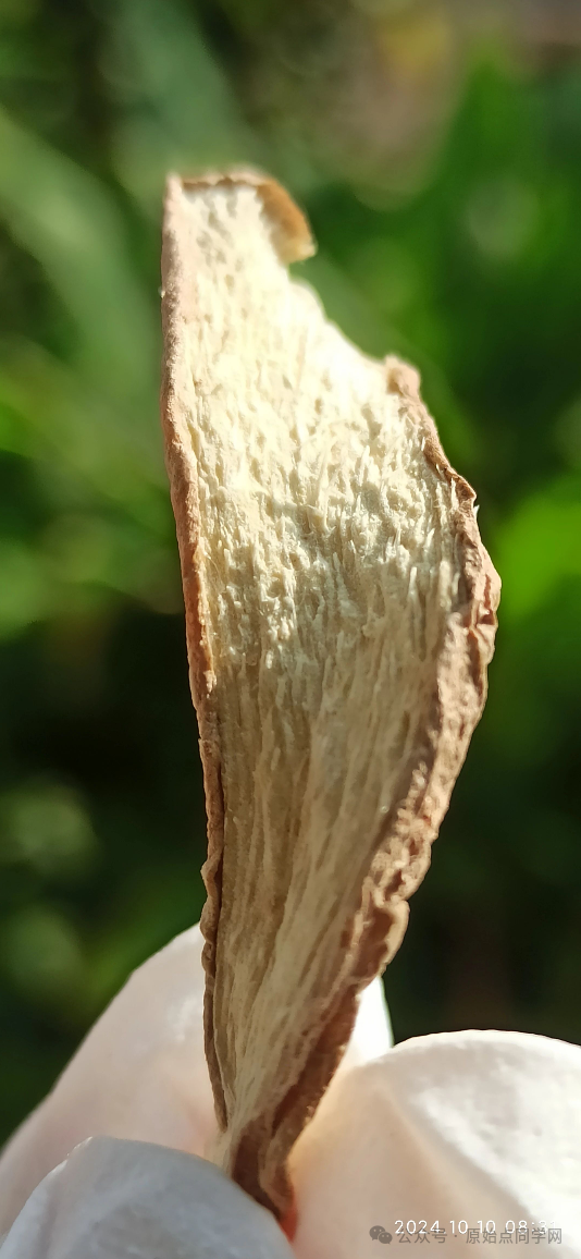 (廣告)雙11 除了七不姜,今天什么姜都別買! (廣告)雙11 除了七不姜,今天什么姜都別買!