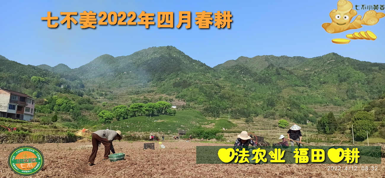 2022原始點溫熱食譜-花椒水起司蒸五谷米飯-七不姜 生姜養生網-明德CSA生態姜園&明安農業