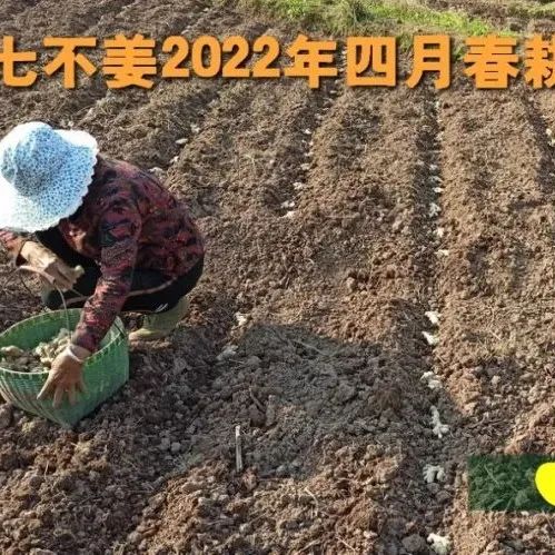 1硬結、腫塊、腫瘤處理方法-張醫師的案例 2張醫師示范姜粉泥按推 3姜粉泥制作示范 2019-七不姜 生姜養生網-明德CSA生態姜園&明安農業